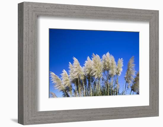 Pampas grass, Cannon Beach, Oregon, USA-Panoramic Images-Framed Photographic Print