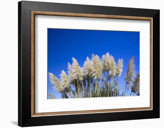 Pampas grass, Cannon Beach, Oregon, USA-Panoramic Images-Framed Photographic Print