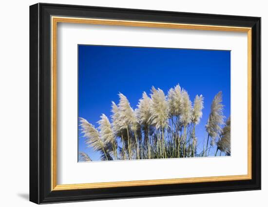 Pampas grass, Cannon Beach, Oregon, USA-Panoramic Images-Framed Photographic Print