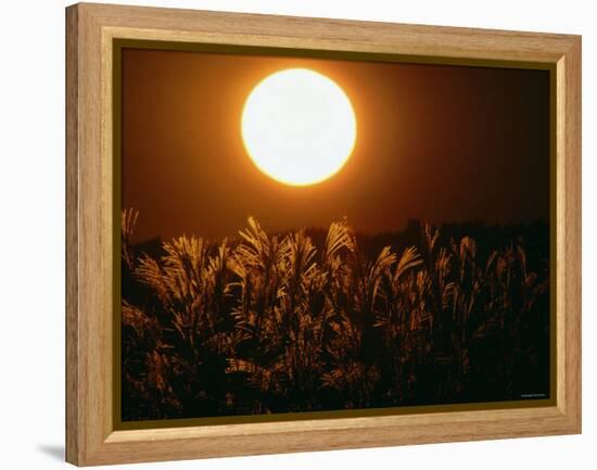 Pampas Grass Fields at Autumn Sunset, Ehime, Shikoku, Japan-null-Framed Premier Image Canvas