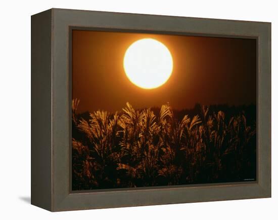 Pampas Grass Fields at Autumn Sunset, Ehime, Shikoku, Japan-null-Framed Premier Image Canvas