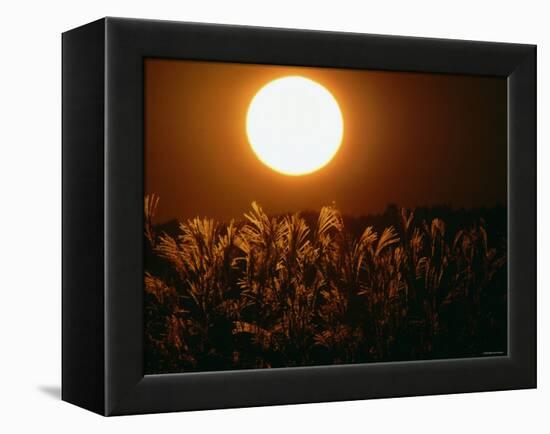 Pampas Grass Fields at Autumn Sunset, Ehime, Shikoku, Japan-null-Framed Premier Image Canvas