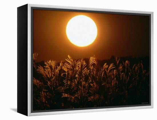 Pampas Grass Fields at Autumn Sunset, Ehime, Shikoku, Japan-null-Framed Premier Image Canvas