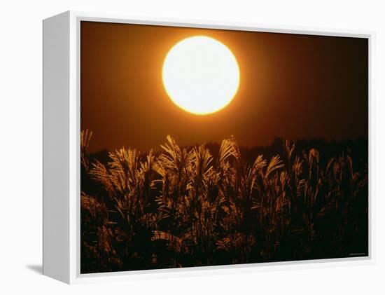 Pampas Grass Fields at Autumn Sunset, Ehime, Shikoku, Japan-null-Framed Premier Image Canvas