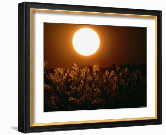 Pampas Grass Fields at Autumn Sunset, Ehime, Shikoku, Japan-null-Framed Photographic Print