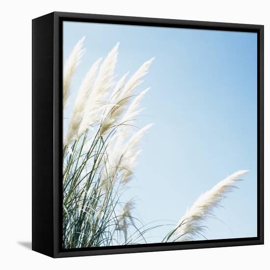 Pampas Grass-Cristina-Framed Premier Image Canvas