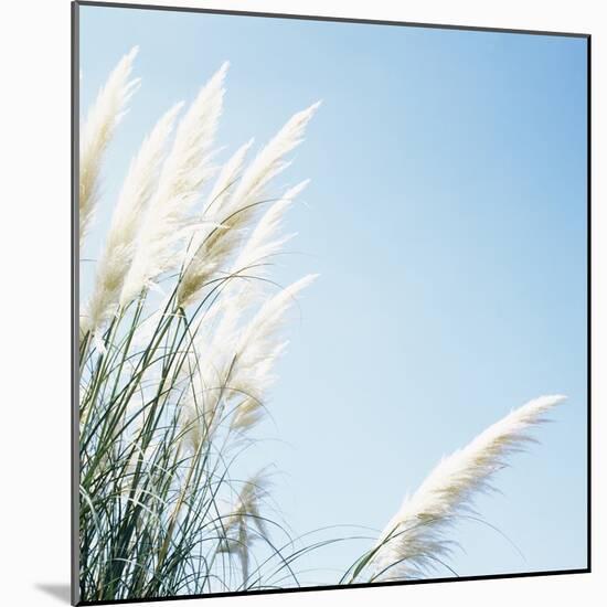 Pampas Grass-Cristina-Mounted Premium Photographic Print