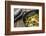 Pan-Fried Brussels Sprouts in Cast-Iron Frying Pan on Wooden Table-Jana Ihle-Framed Photographic Print
