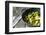 Pan-Fried Brussels Sprouts in Cast-Iron Frying Pan on Wooden Table-Jana Ihle-Framed Photographic Print