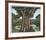 Pan's Oak-Thomas Mcknight-Framed Limited Edition