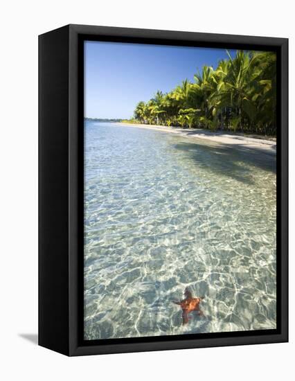Panama, Bocas Del Toro Province, Colon Island Star Beach, Star Fish in Sea-Jane Sweeney-Framed Premier Image Canvas