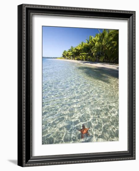 Panama, Bocas Del Toro Province, Colon Island Star Beach, Star Fish in Sea-Jane Sweeney-Framed Photographic Print