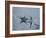 Panama, Bocas Del Toro Province, Colon Island Star Beach, Starfish-Jane Sweeney-Framed Photographic Print