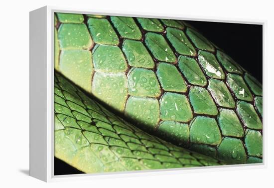 Panama, Central Panama, Barro Colorado Island, Green Parrot Snake-Christian Ziegler-Framed Premier Image Canvas