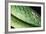 Panama, Central Panama, Barro Colorado Island, Green Parrot Snake-Christian Ziegler-Framed Photographic Print