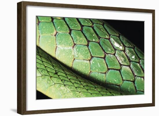 Panama, Central Panama, Barro Colorado Island, Green Parrot Snake-Christian Ziegler-Framed Photographic Print