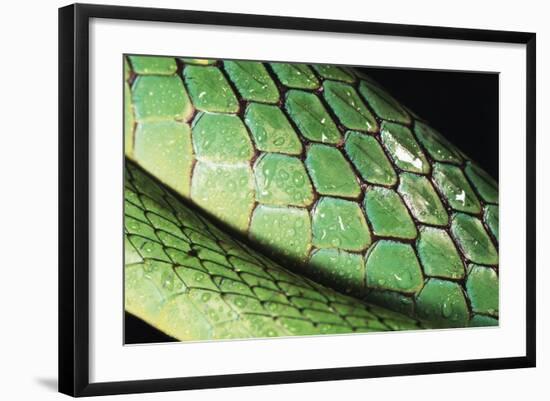 Panama, Central Panama, Barro Colorado Island, Green Parrot Snake-Christian Ziegler-Framed Photographic Print