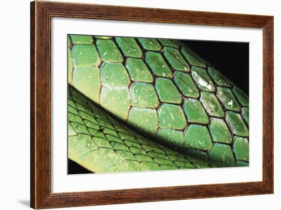 Panama, Central Panama, Barro Colorado Island, Green Parrot Snake-Christian Ziegler-Framed Photographic Print