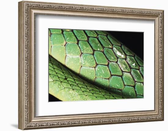 Panama, Central Panama, Barro Colorado Island, Green Parrot Snake-Christian Ziegler-Framed Photographic Print