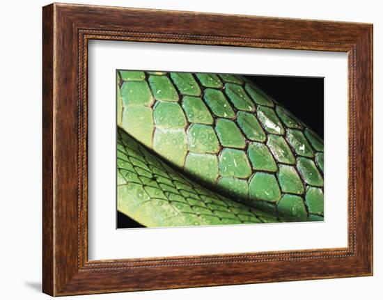 Panama, Central Panama, Barro Colorado Island, Green Parrot Snake-Christian Ziegler-Framed Photographic Print