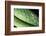 Panama, Central Panama, Barro Colorado Island, Green Parrot Snake-Christian Ziegler-Framed Photographic Print