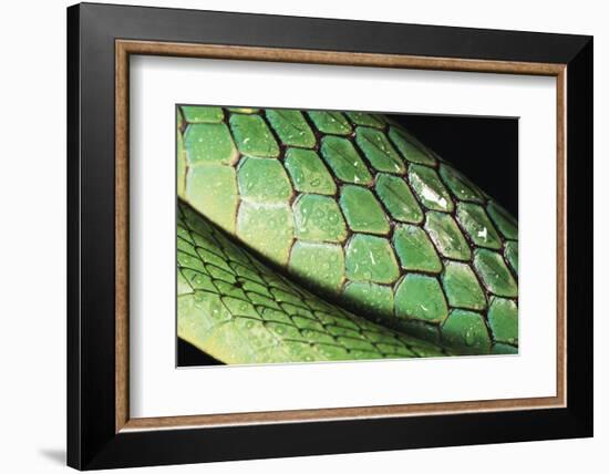 Panama, Central Panama, Barro Colorado Island, Green Parrot Snake-Christian Ziegler-Framed Photographic Print