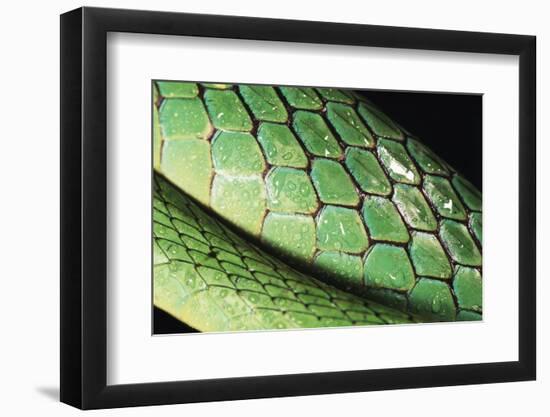 Panama, Central Panama, Barro Colorado Island, Green Parrot Snake-Christian Ziegler-Framed Photographic Print