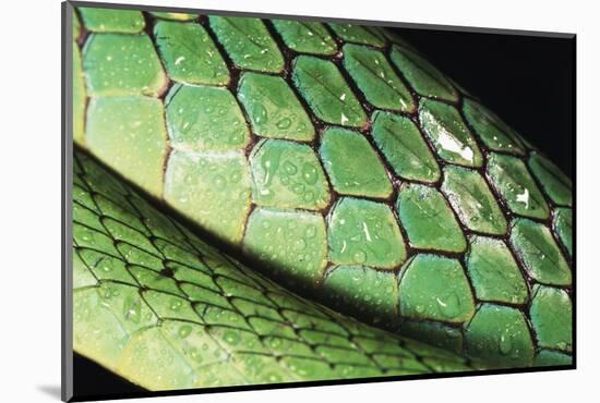 Panama, Central Panama, Barro Colorado Island, Green Parrot Snake-Christian Ziegler-Mounted Photographic Print