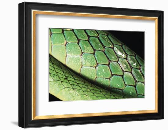 Panama, Central Panama, Barro Colorado Island, Green Parrot Snake-Christian Ziegler-Framed Photographic Print