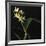 Panamanian Orchid-Wink Gaines-Framed Giclee Print