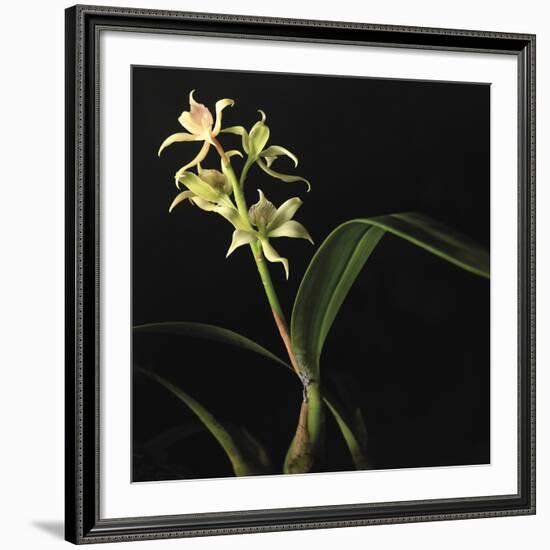 Panamanian Orchid-Wink Gaines-Framed Giclee Print