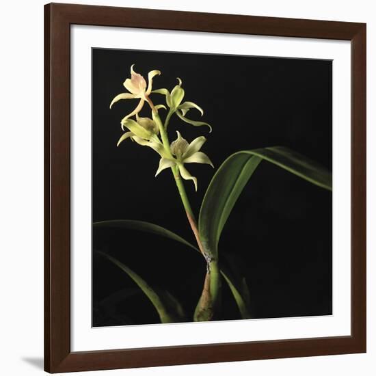 Panamanian Orchid-Wink Gaines-Framed Giclee Print