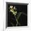 Panamanian Orchid-Wink Gaines-Framed Giclee Print