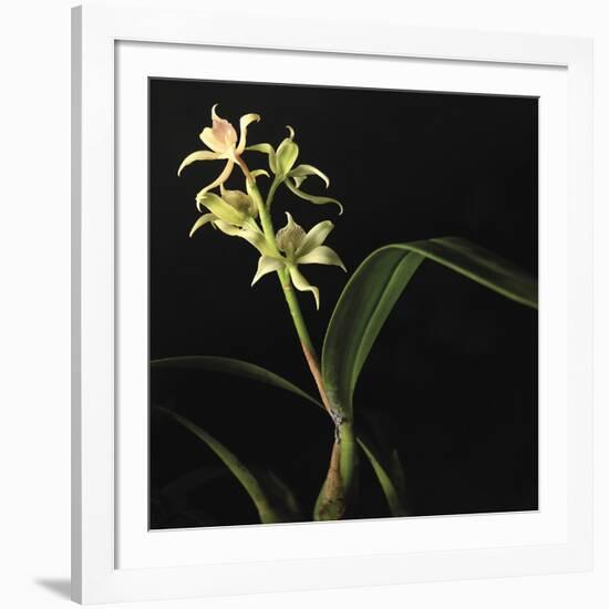 Panamanian Orchid-Wink Gaines-Framed Giclee Print