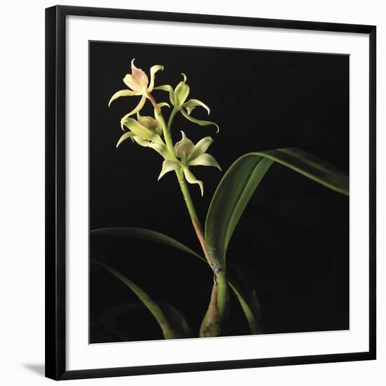 Panamanian Orchid-Wink Gaines-Framed Giclee Print