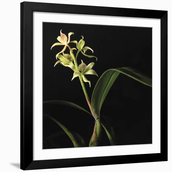 Panamanian Orchid-Wink Gaines-Framed Giclee Print