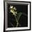 Panamanian Orchid-Wink Gaines-Framed Giclee Print