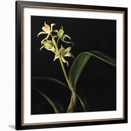 Panamanian Orchid-Wink Gaines-Framed Giclee Print