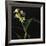 Panamanian Orchid-Wink Gaines-Framed Giclee Print