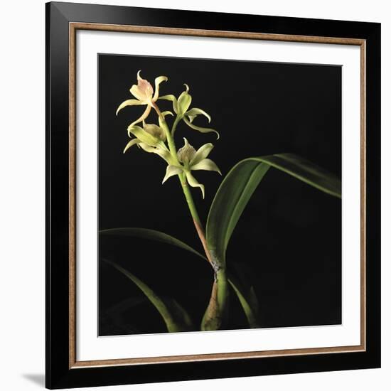 Panamanian Orchid-Wink Gaines-Framed Giclee Print