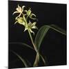 Panamanian Orchid-Wink Gaines-Mounted Giclee Print