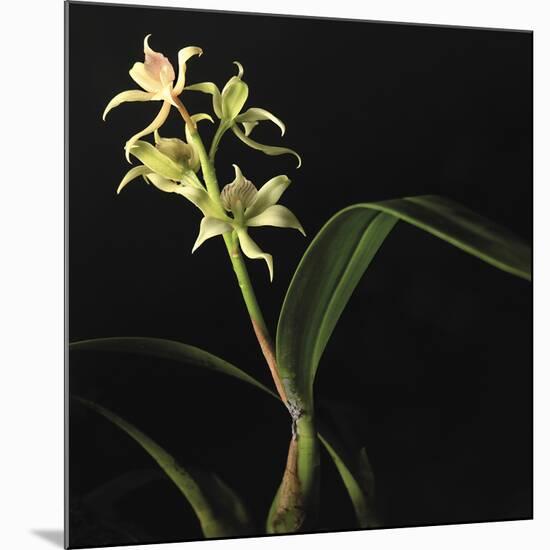 Panamanian Orchid-Wink Gaines-Mounted Giclee Print