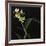 Panamanian Orchid-Wink Gaines-Framed Giclee Print