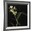 Panamanian Orchid-Wink Gaines-Framed Giclee Print