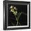 Panamanian Orchid-Wink Gaines-Framed Giclee Print