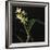 Panamanian Orchid-Wink Gaines-Framed Giclee Print