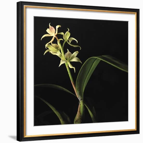 Panamanian Orchid-Wink Gaines-Framed Giclee Print