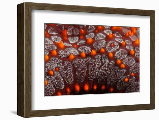 panamic cushion sea star detail, mexico, pacific ocean-claudio contreras-Framed Photographic Print