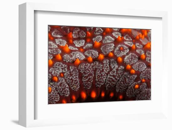 panamic cushion sea star detail, mexico, pacific ocean-claudio contreras-Framed Photographic Print