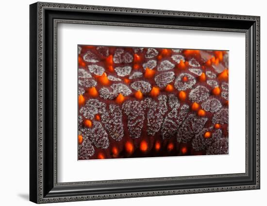 panamic cushion sea star detail, mexico, pacific ocean-claudio contreras-Framed Photographic Print